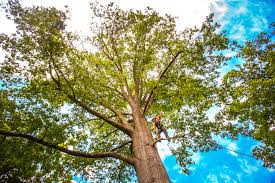 How Our Tree Care Process Works  in  Ecru, MS