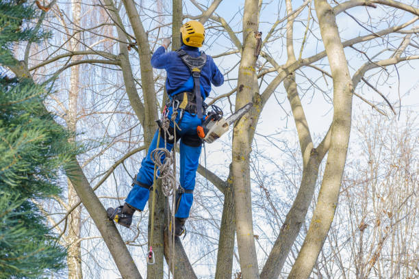 Professional Tree Care in Ecru, MS